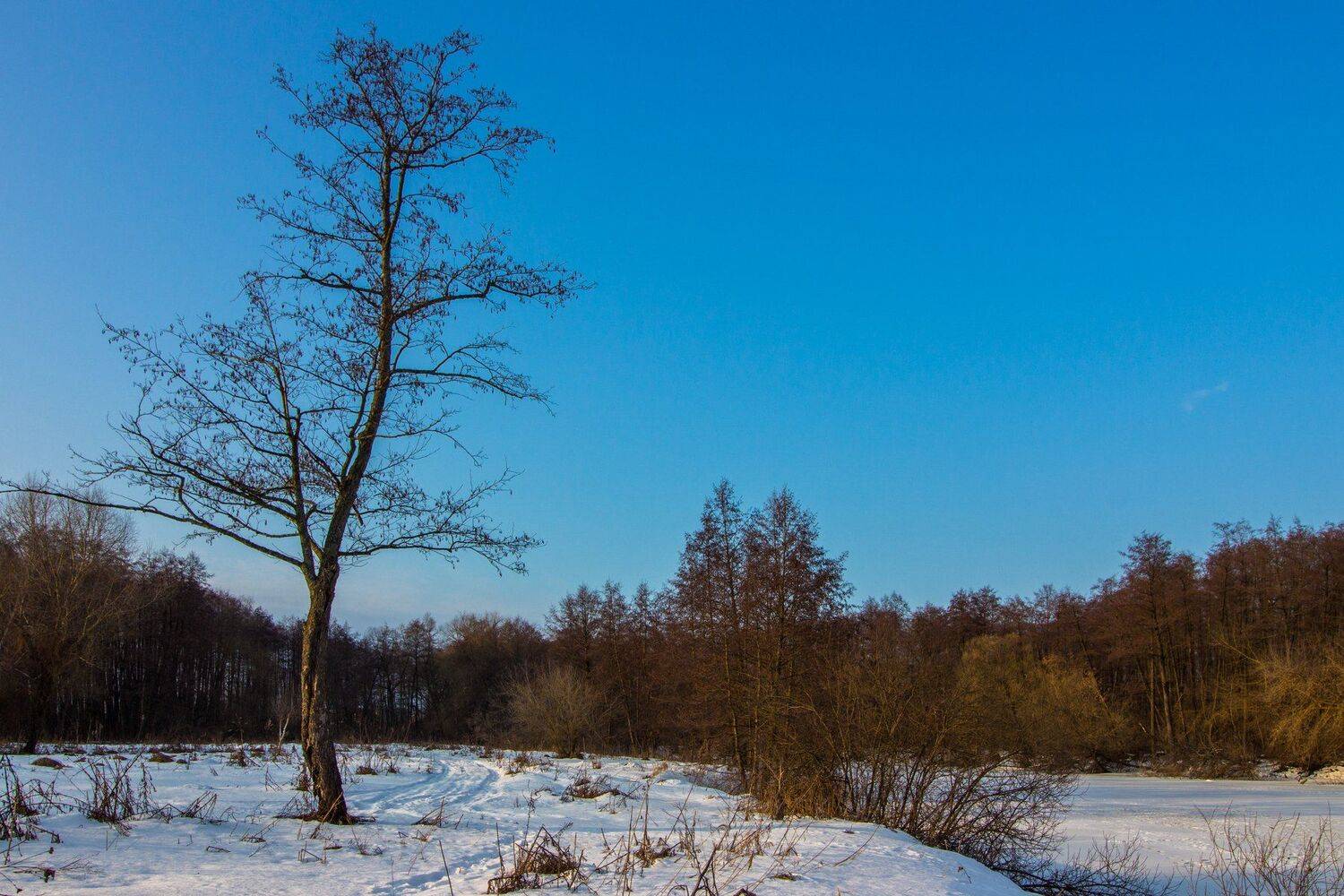 зима, лес, река, усмань, снег, Руслан Востриков