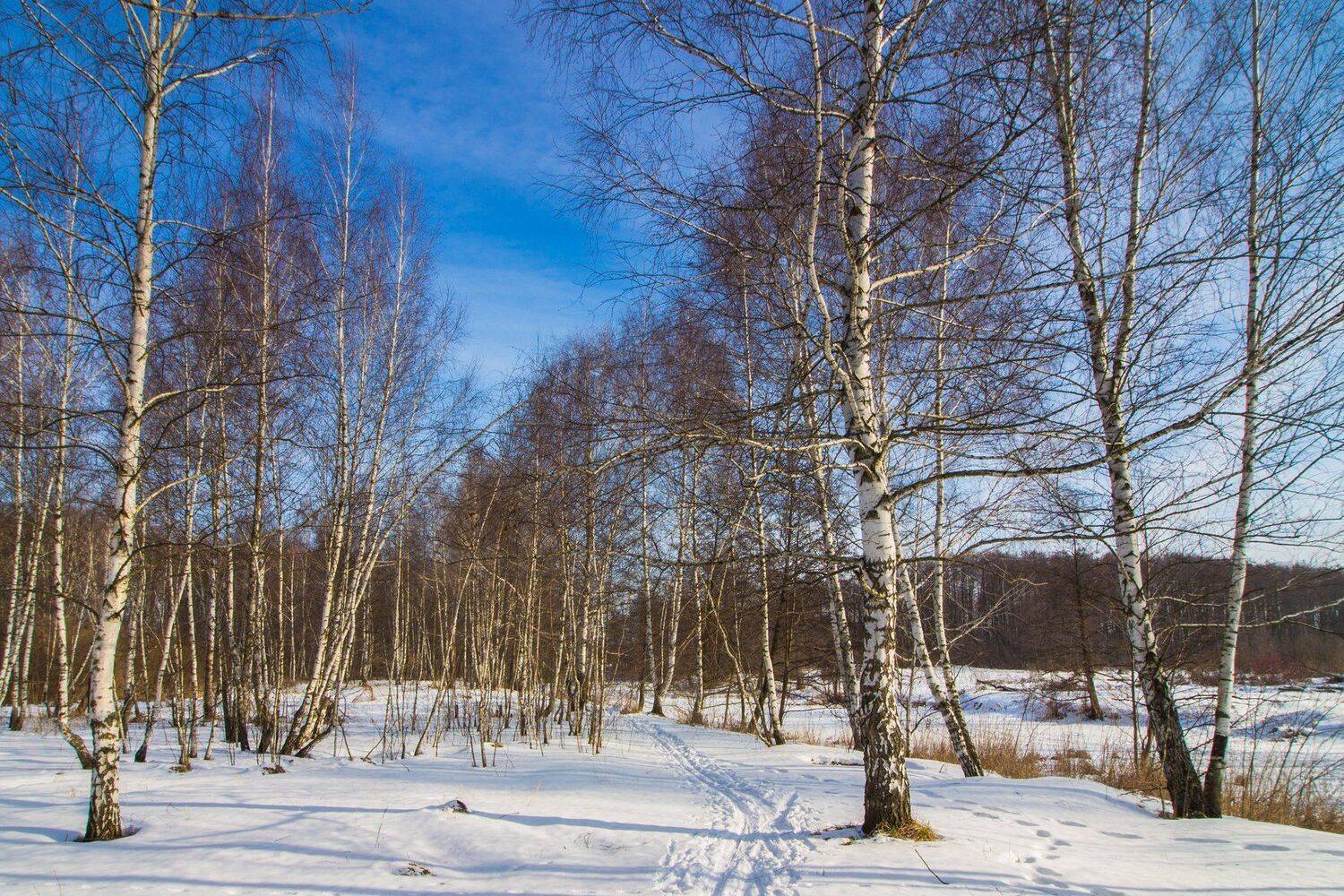 зима, лес, река, усмань, снег, Руслан Востриков