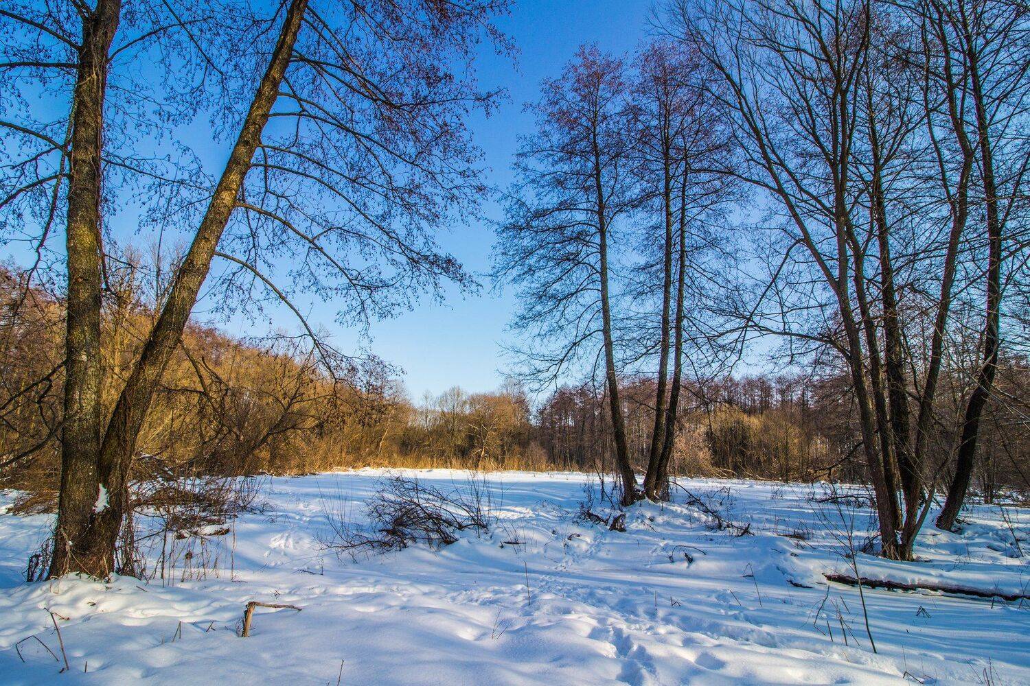 зима, лес, река, усмань, снег, Руслан Востриков