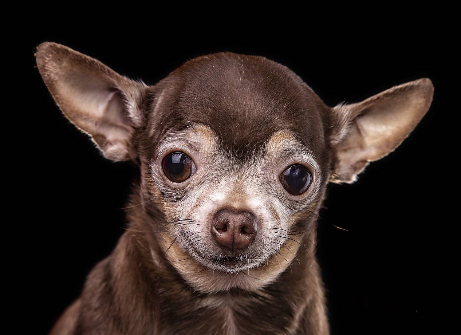 , Геннадий Якутчик