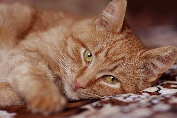 рыжий кот, Вера Шамраева