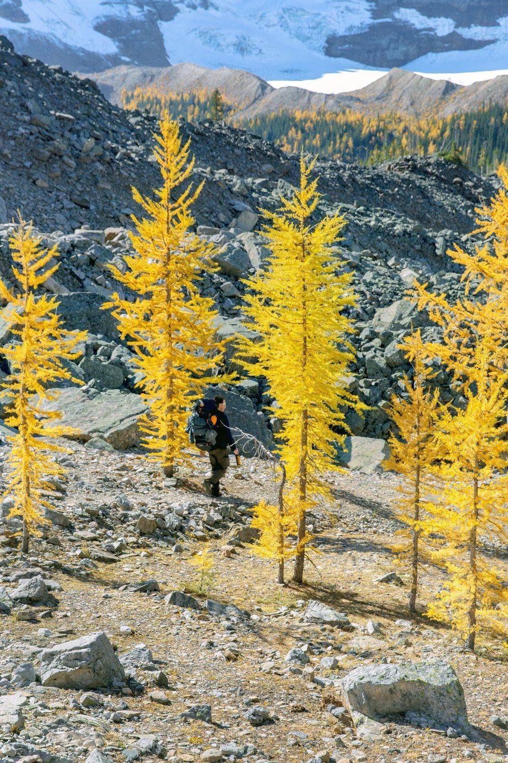 канада, альберта, банф, национальный парк банф, удивительная природа, исследуйте канаду, картины канадана, горные пики, гора hungabee, осень в канаде, сезон лиственницы, скалистые горы канады, парки канады, естественная красота, канадская фотография, дики, Marko Radovanovic