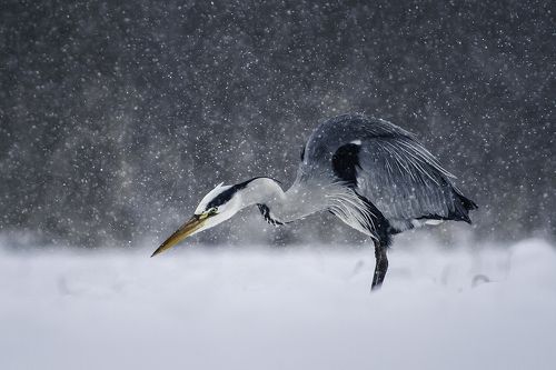 Grey Heron