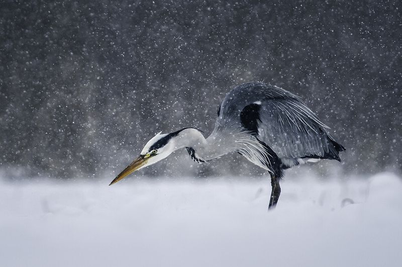 heron, czapla, wildlife, birds, winter, snow Grey Heron фото превью