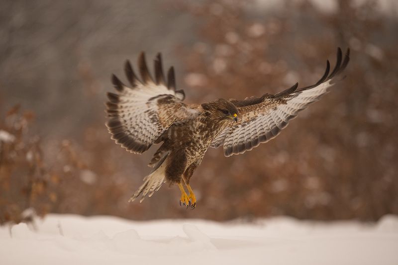 Присада Канюка фото превью