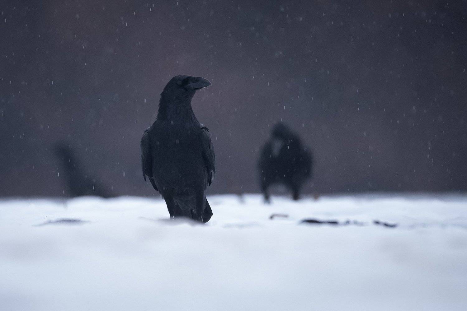 , Мартин Попов