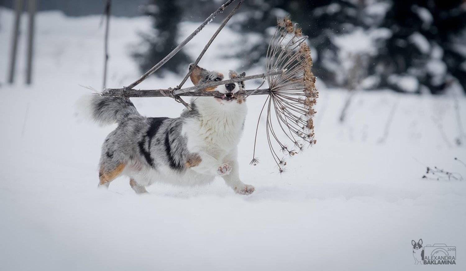 собака, вельш корги, корги, зима, Александра Бакламина