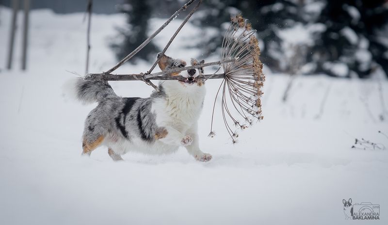 собака, вельш корги, корги, зима На свидание к невесте...) фото превью