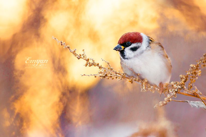 воробей, полевой, животные, птицы, природа, nature, tree sparrow, animals, birds, canon, bird photography, passer Воробей в закатных лучах фото превью