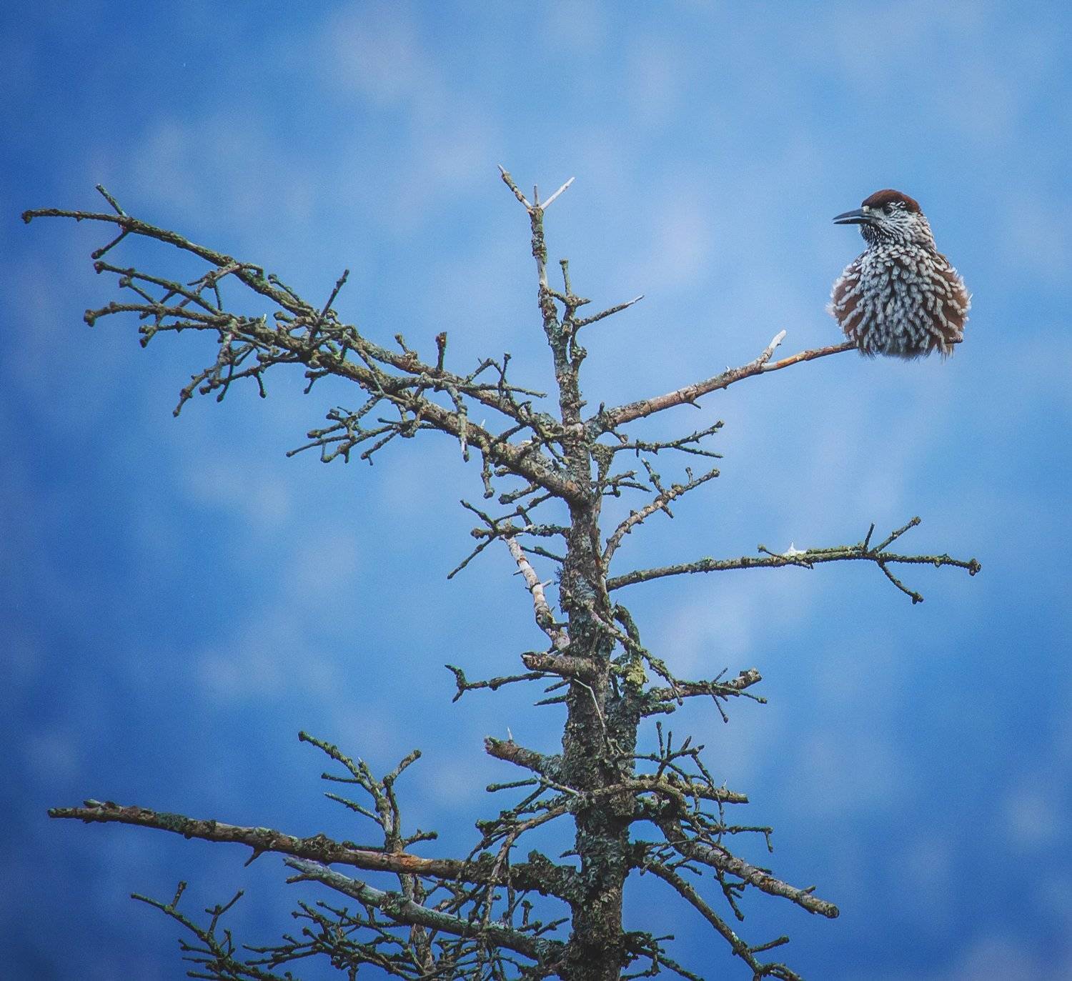 , Сигида Дмитрий