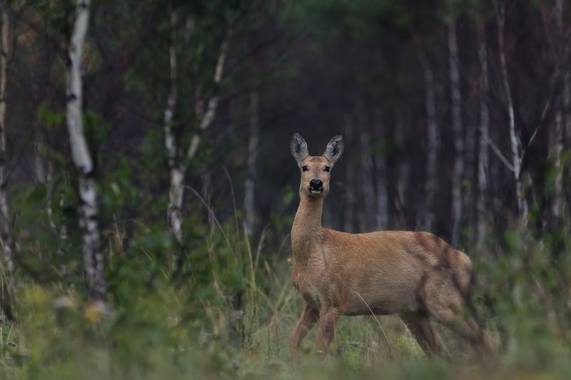 tet-a-tet фото превью