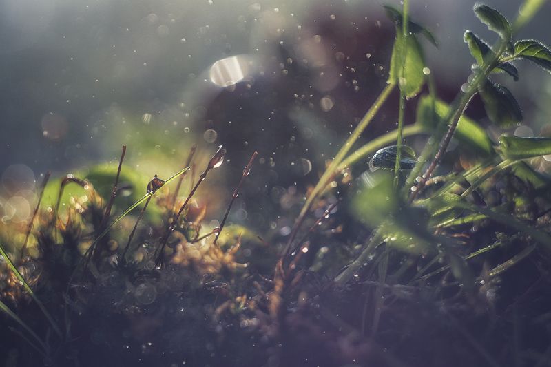макро, макрофотография, макросъёмка, мох, лес, природа, капли  фото превью