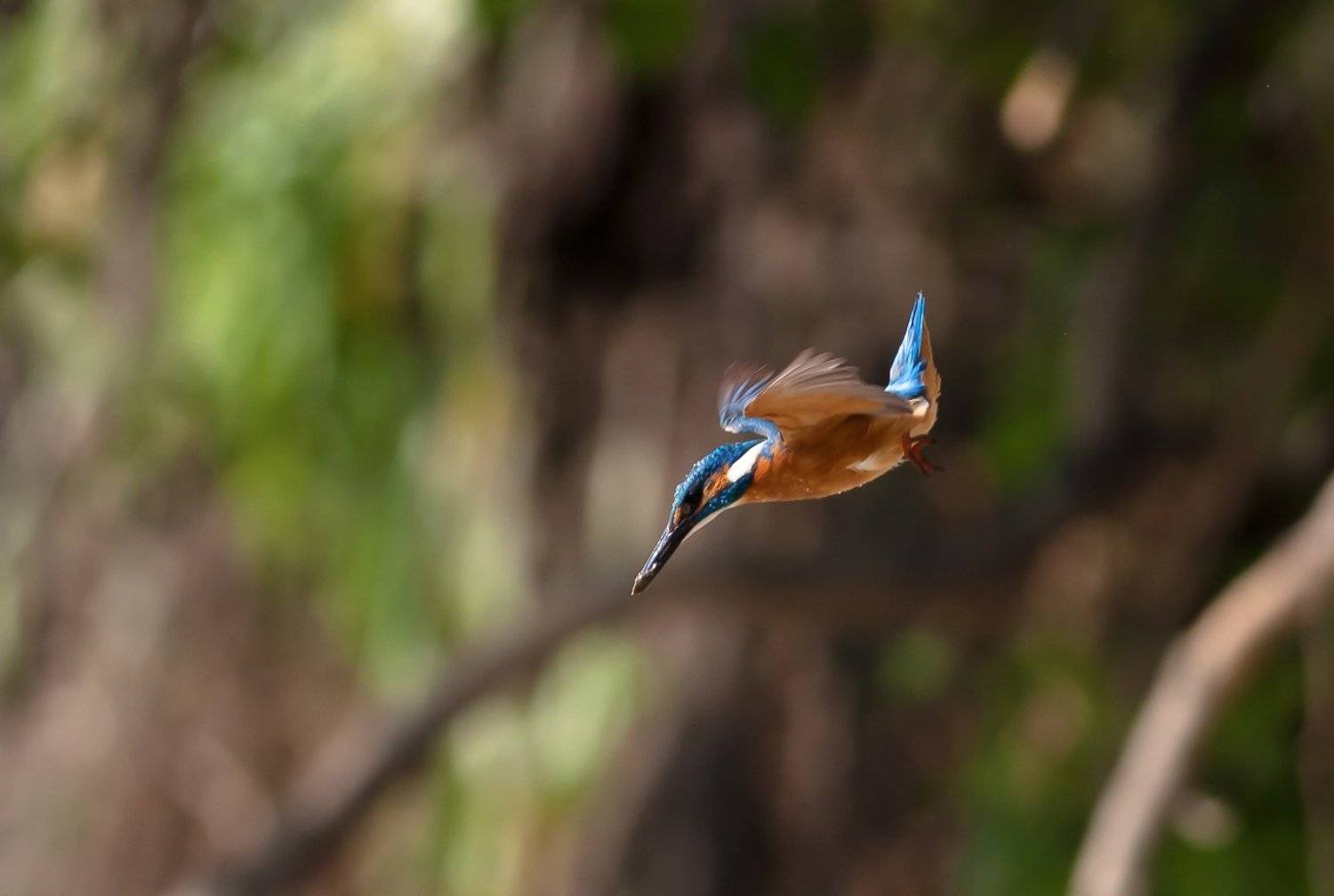 kingfisher, bird, wildlife, Adam Fichna