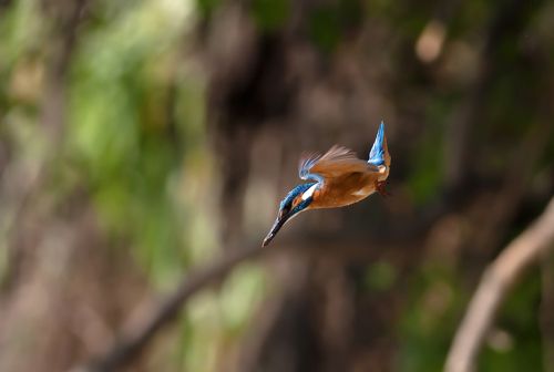 Kingfisher