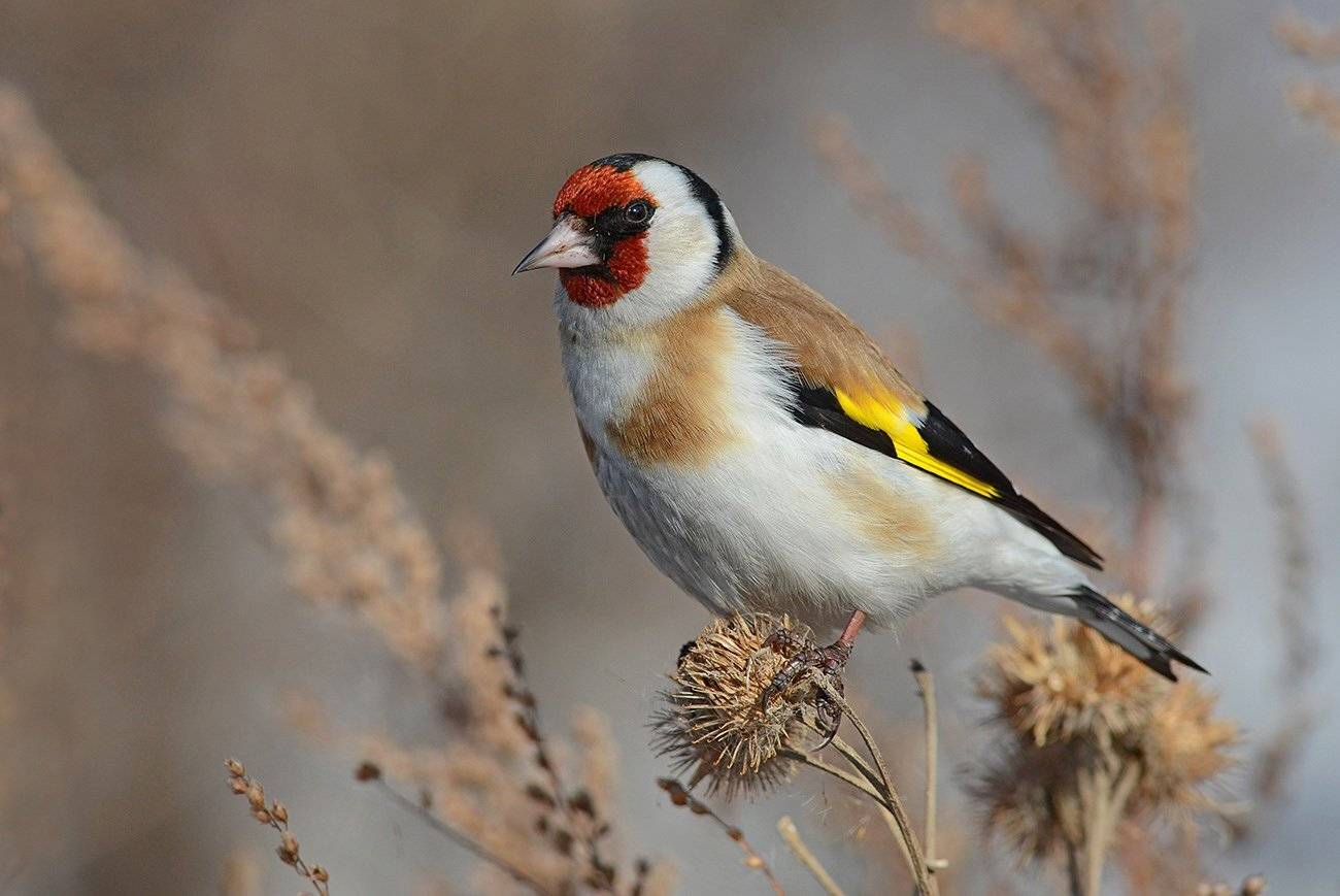 черноголовый щегол,репейник,зима, Иван