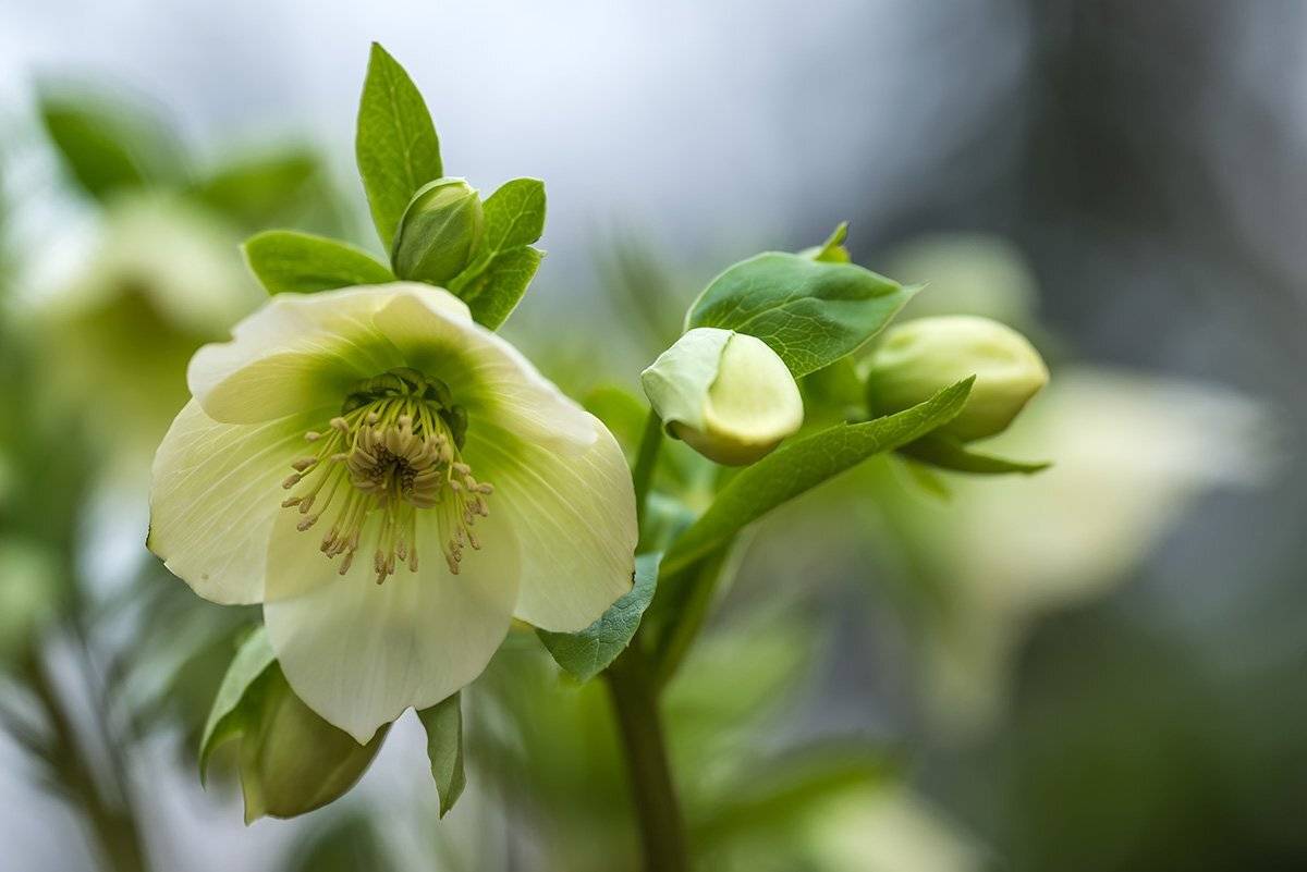 природа, макро, растения, цветы, морозник, Александр Земляной