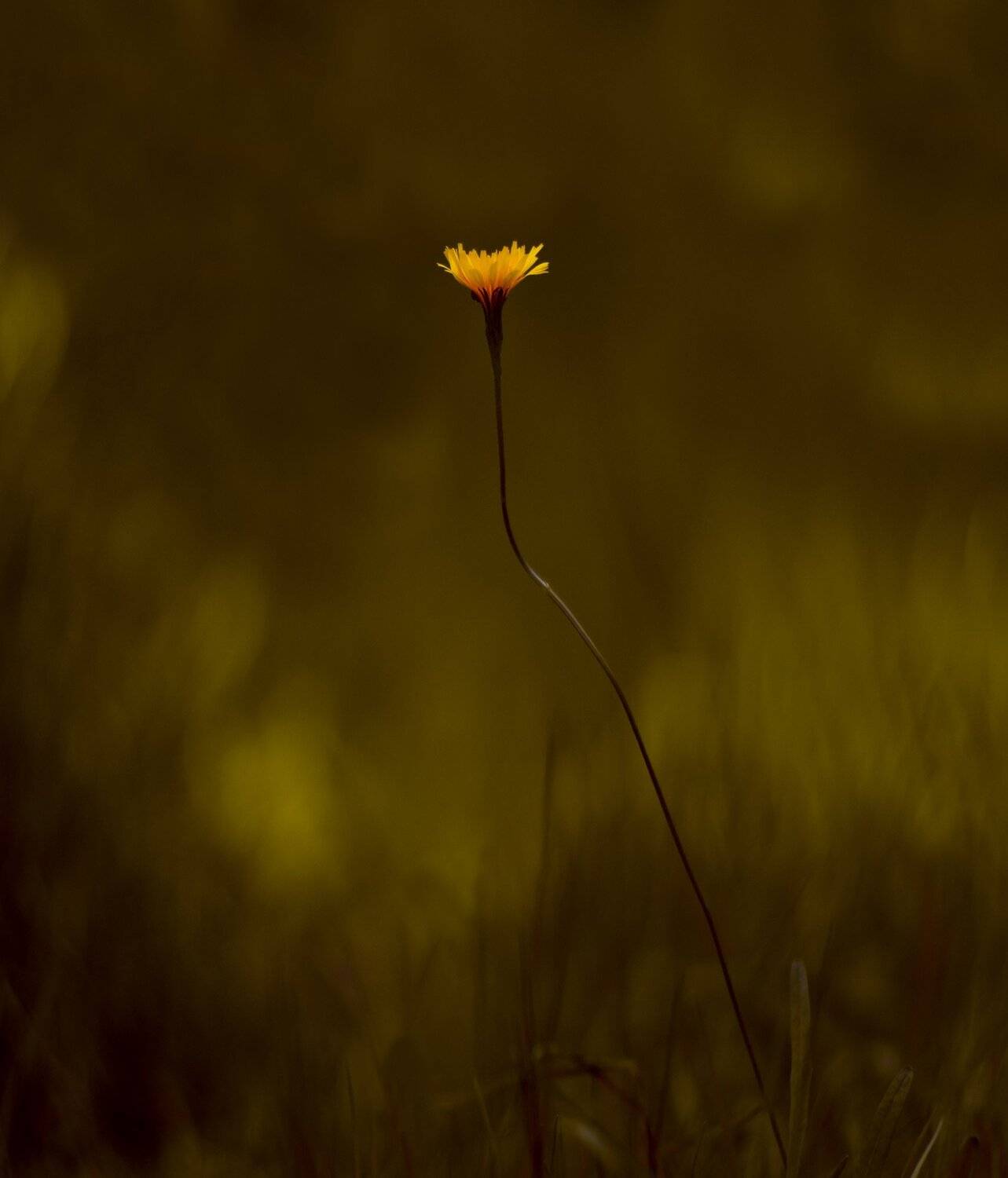 природа,беларусь,осень,цветы, Sixten ( Сергей )