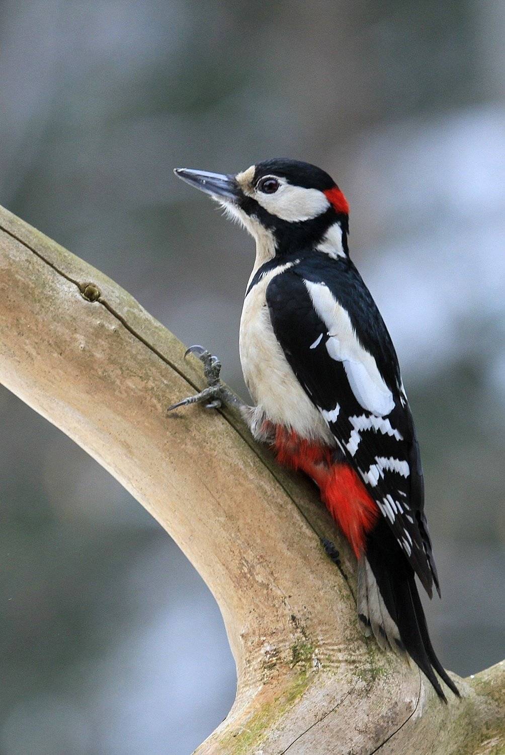 , Krzysztof Tomasiak