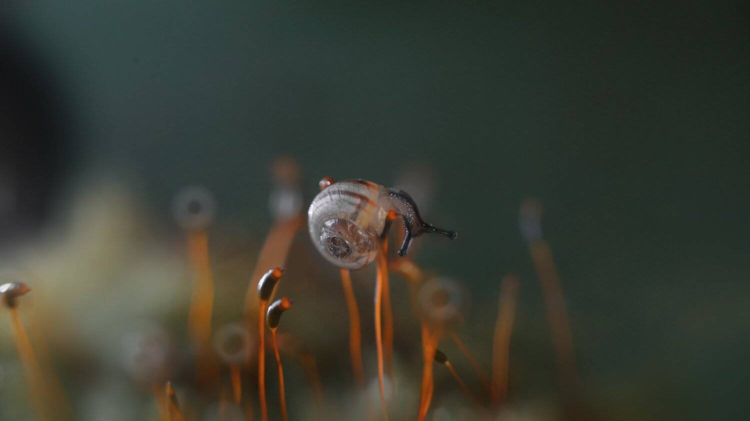 , Тарасова Ольга