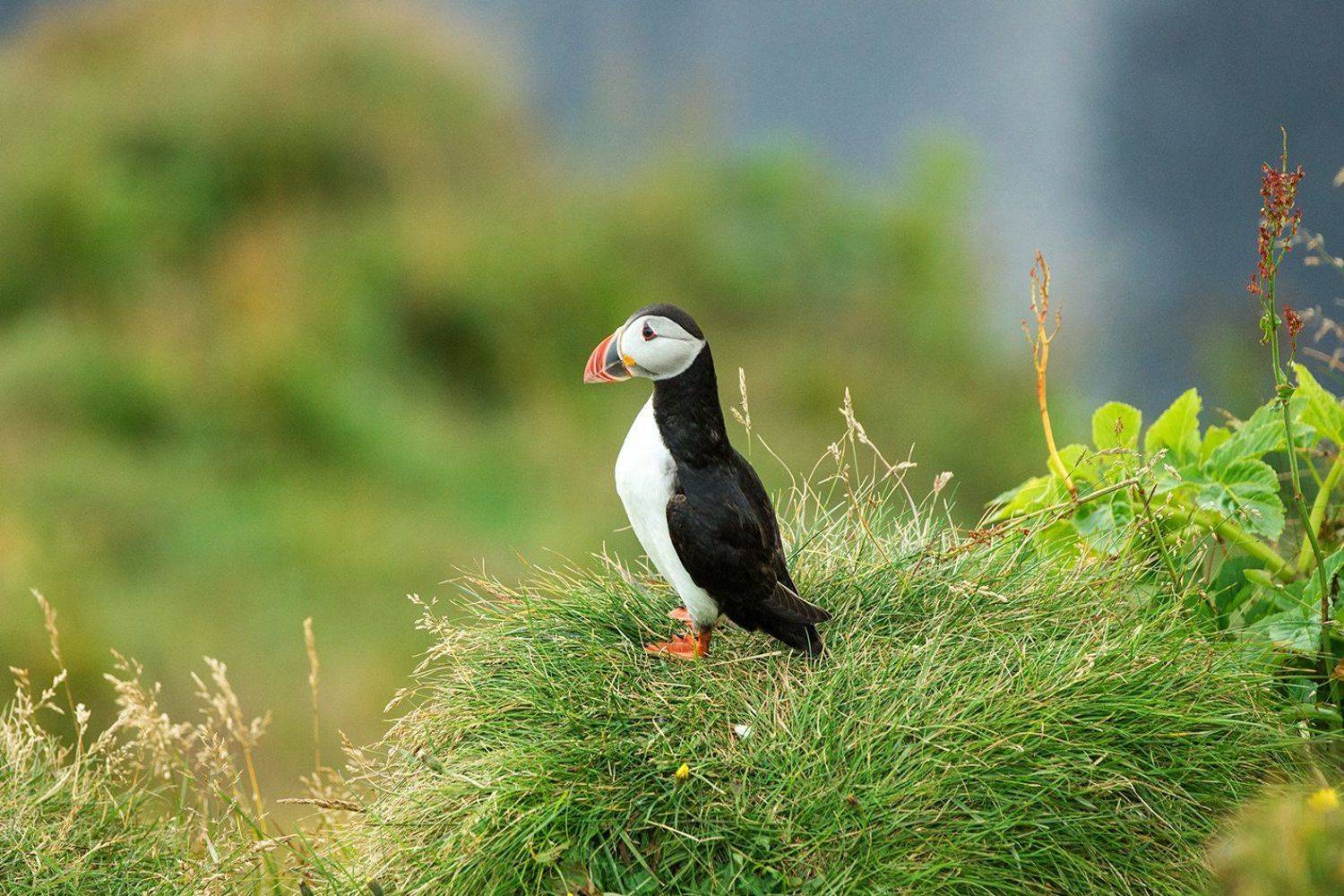 исландия,  iceland, puffin, тупик, Татьяна Ефименко
