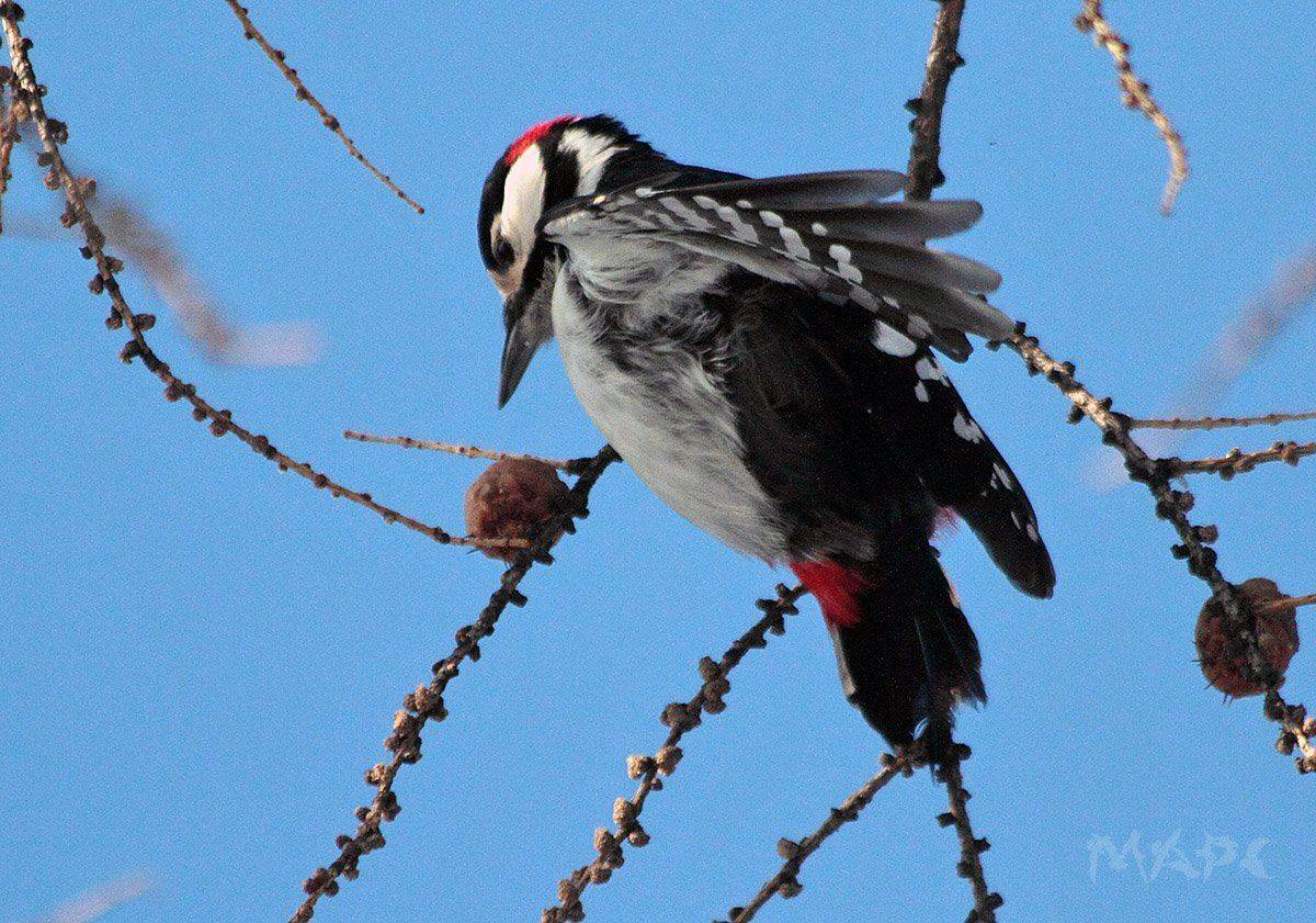 животные птицы большой пестрый дятел зима, Шангареев Марс