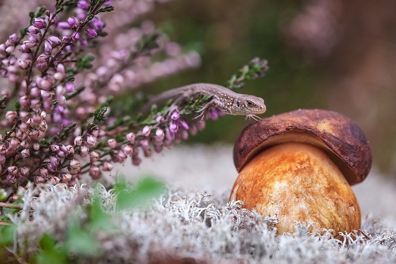 Жизнь в фиолетовых тонах фото превью