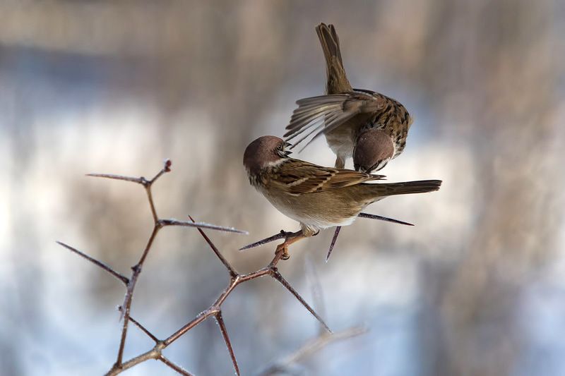 Полевые воробьи фото превью