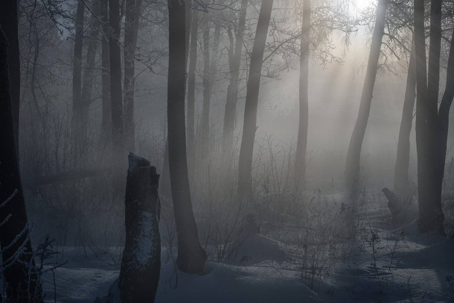 красково, лес, роща, пейзаж, утро, туман, рассвет, холод, мороз, снег, солнце, деревья, подмосковье, Андрей Чиж