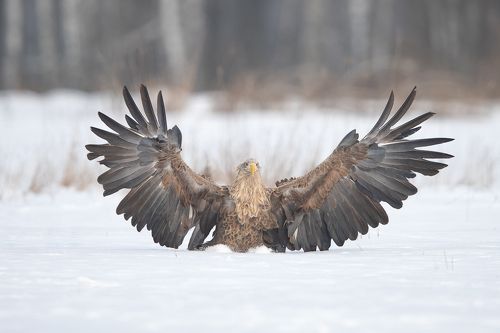 White Tale Eagle