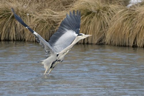 Ardea cinerea