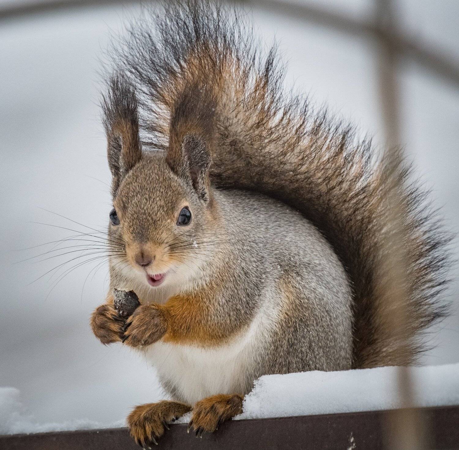 , Курлянцев Алексей