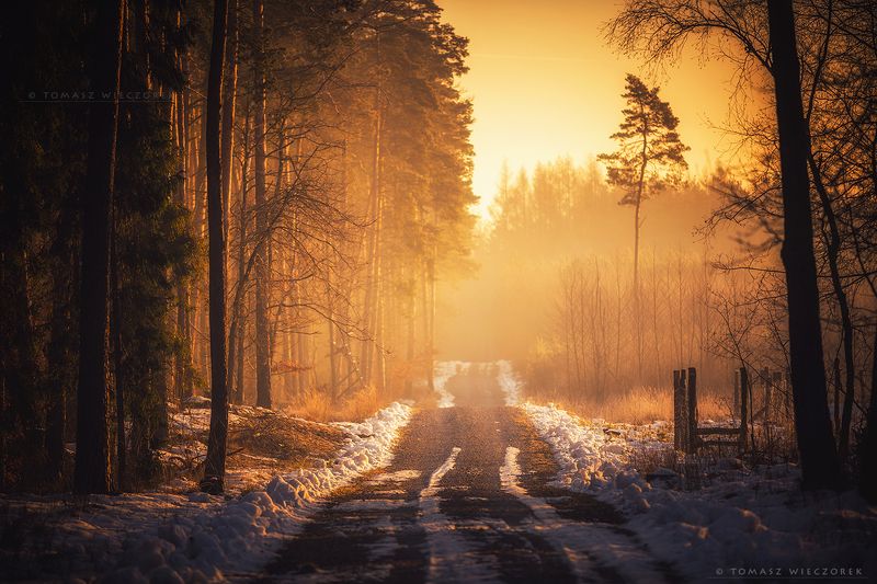 forest, poland, polish, landscape, sunrise, sunset, mood, musing, loneliness, beautiful, amazing, awesome, adventure, explore, travel, light Temple of musing фото превью