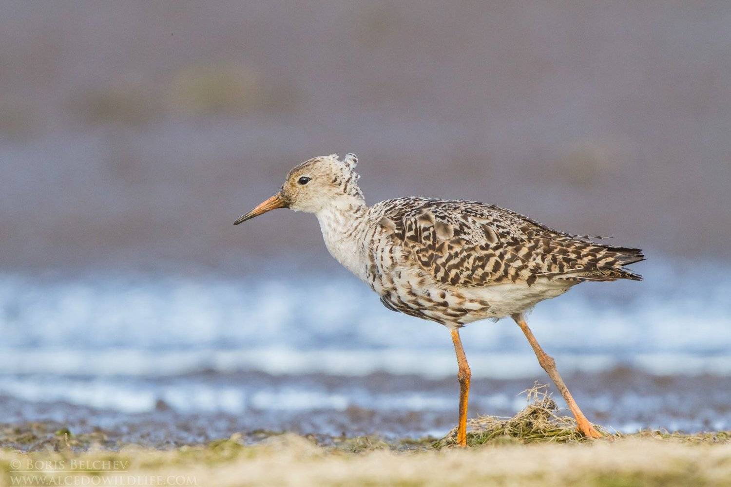 , Борис Белчев