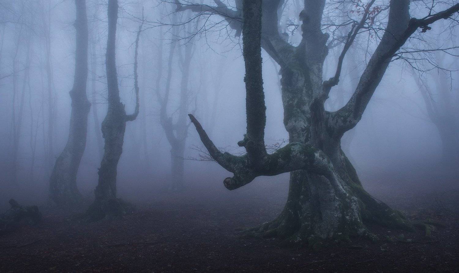 крым, туман, буковый лес, горы, путешествия, туманный лес, фототур, фототур по крыму, туры по крыму, весна в крыму, февраль в крыму, Лузанов Вячеслав