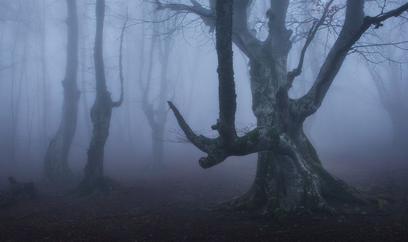 крым, туман, буковый лес, горы, путешествия, туманный лес, фототур, фототур по крыму, туры по крыму, весна в крыму, февраль в крыму Буки-колдуны фото превью