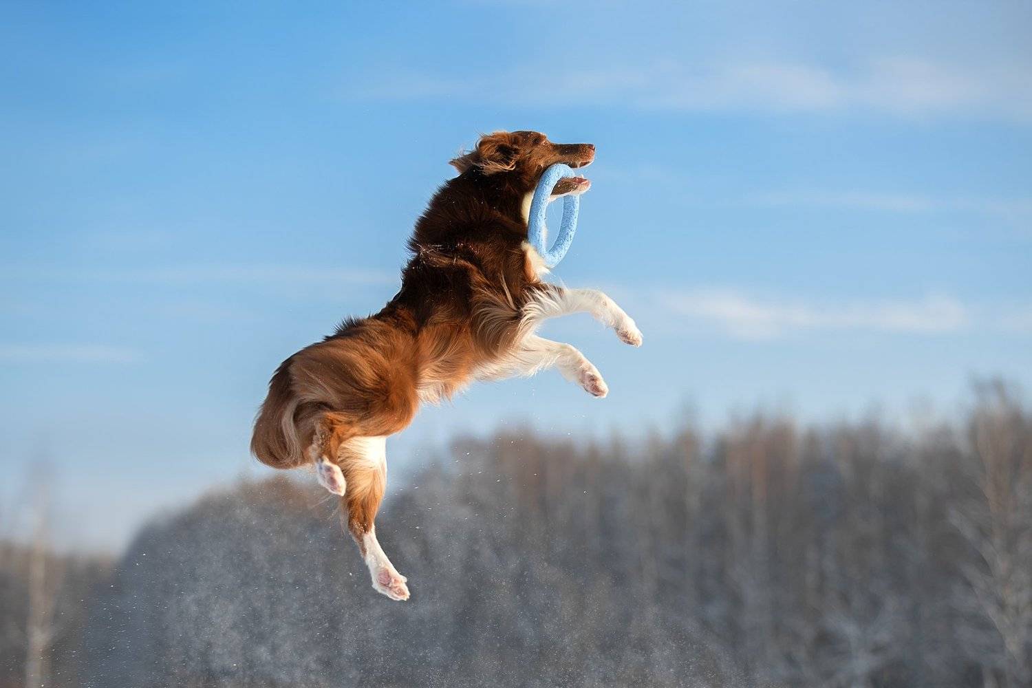 , Светлана Писарева