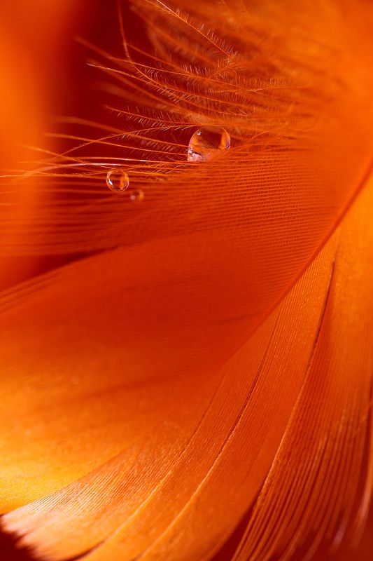 Orange S.A. фото превью