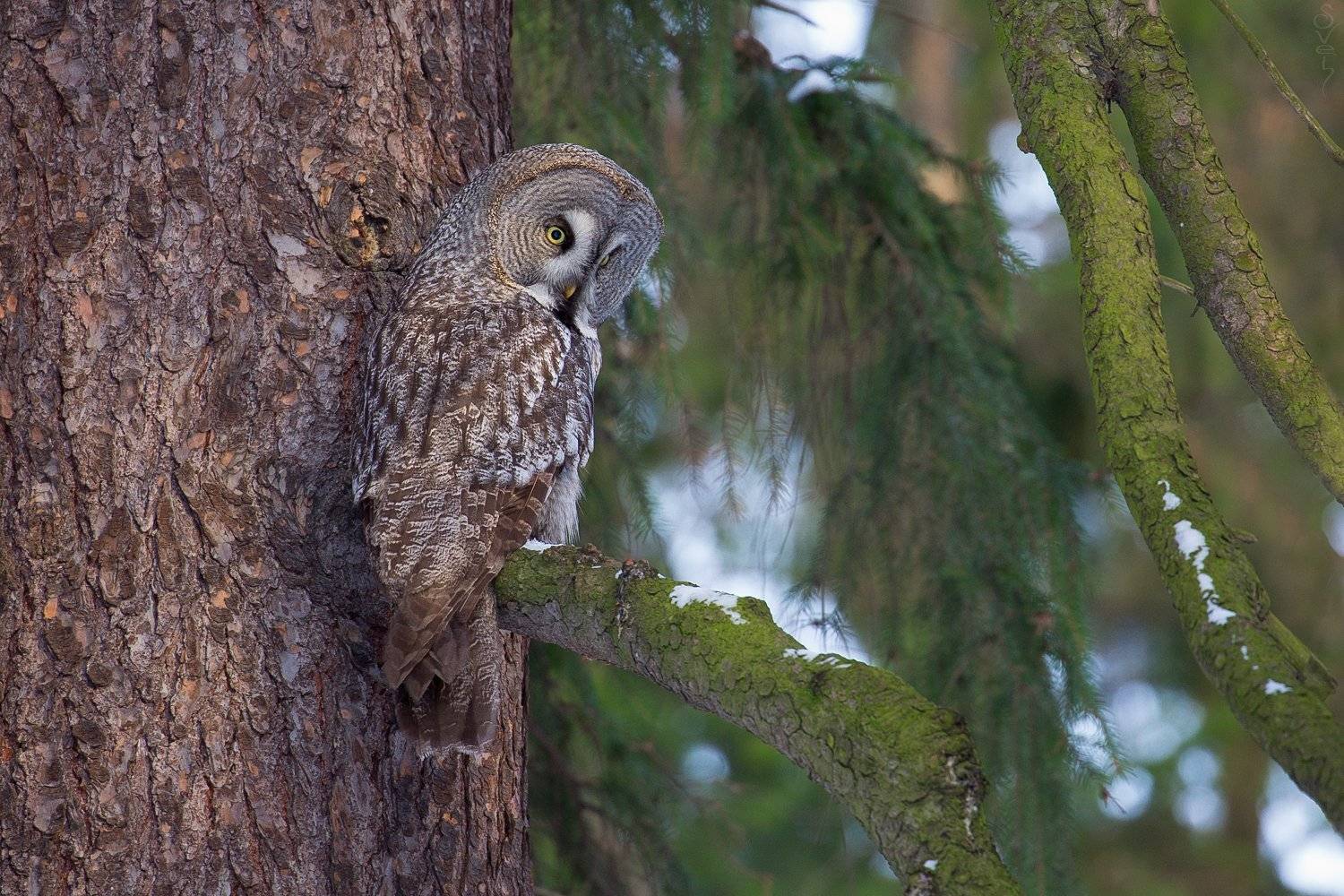 бородатая неясыть, сова, зима, Байбекова Светлана