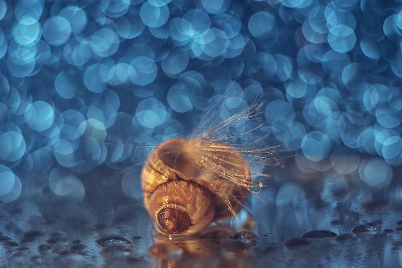 макро, макрофотография, макросъёмка, боке, ракушка, капли Голубое боке фото превью