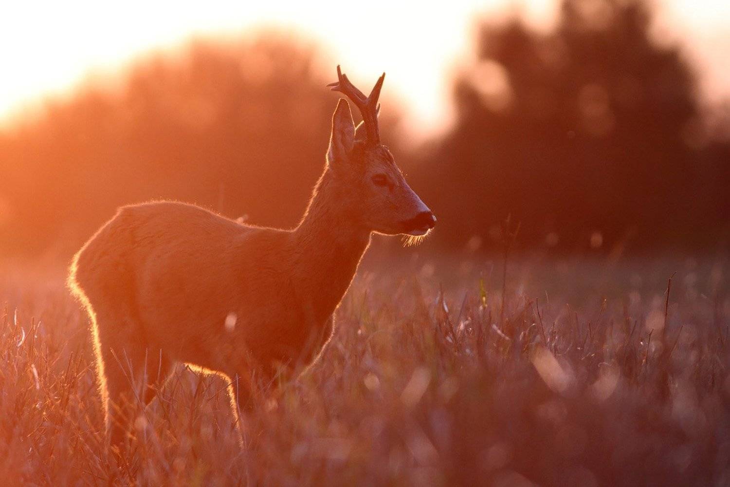 deer, roe deer, wildlife, Adam Fichna
