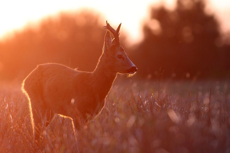 deer, roe deer, wildlife Roe deer фото превью