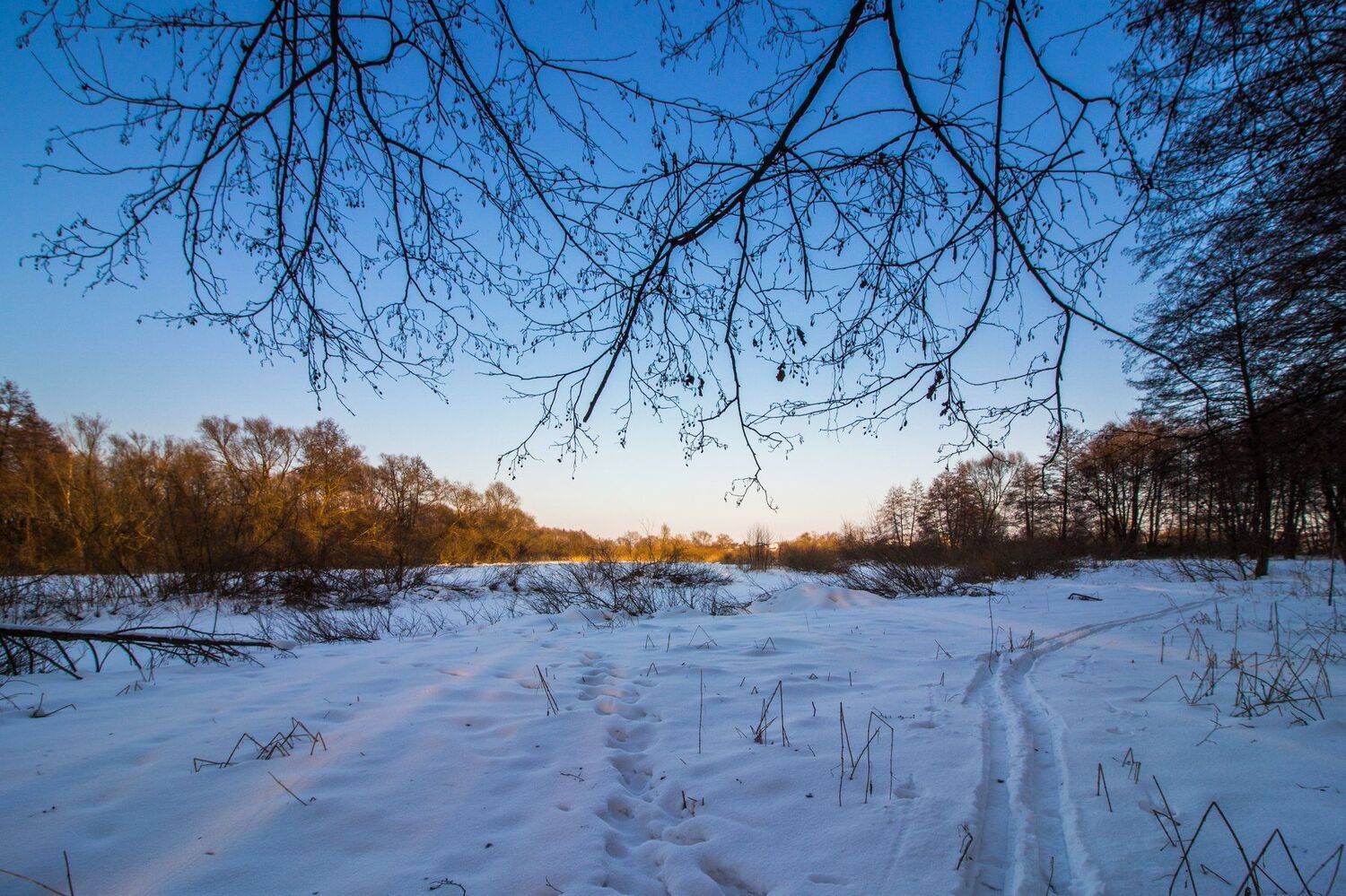 лес, снег, зима, лыжня, ольха, вечер, Руслан Востриков