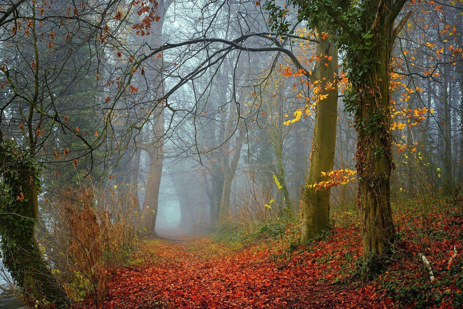 осенняя аллея autumn alley dranikowski path road mist magic trees foggy colours d610 fall, Radoslaw Dranikowski