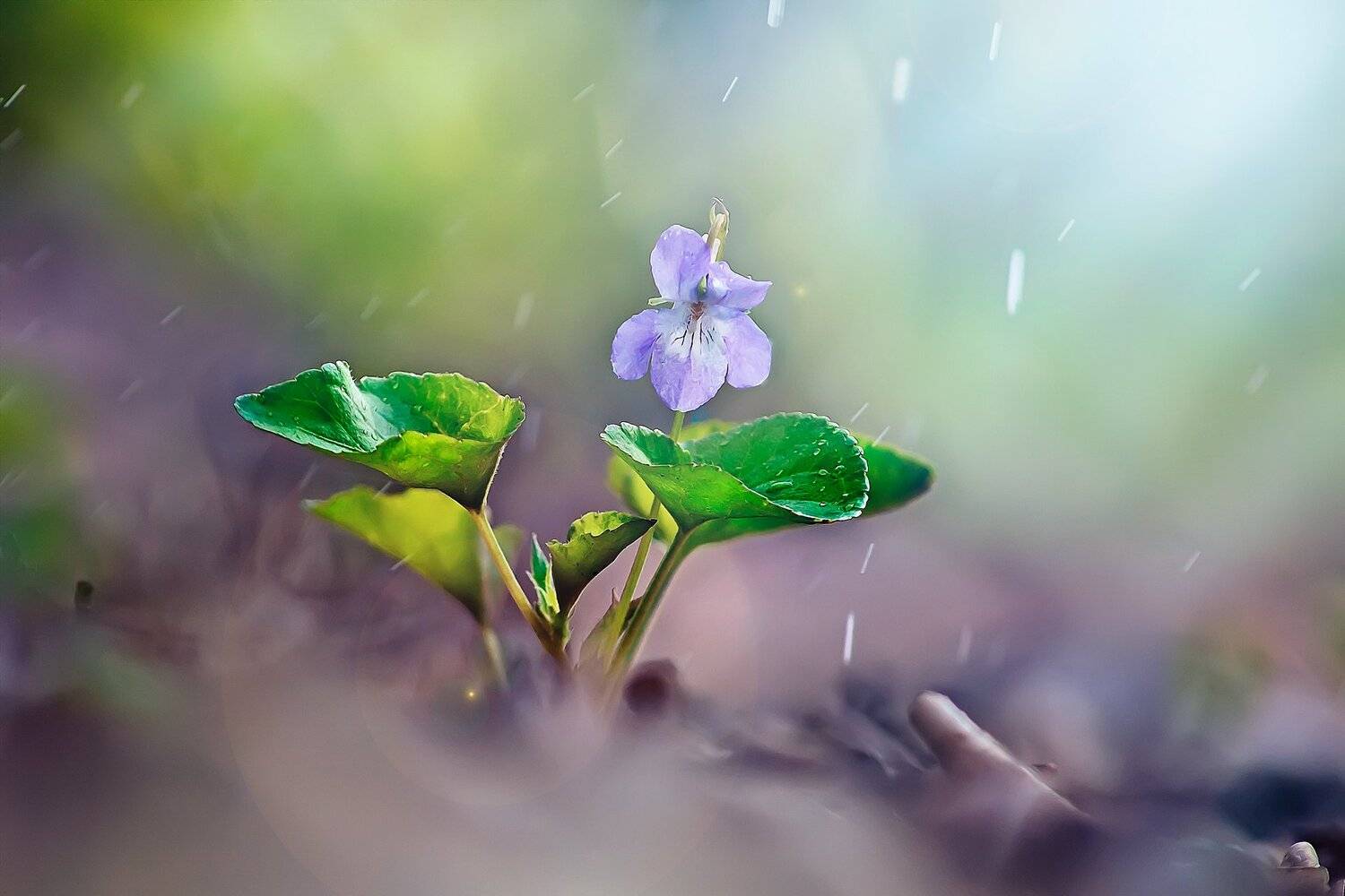 цветок,свет,лист,трава,блик,весна, Юрий Котов