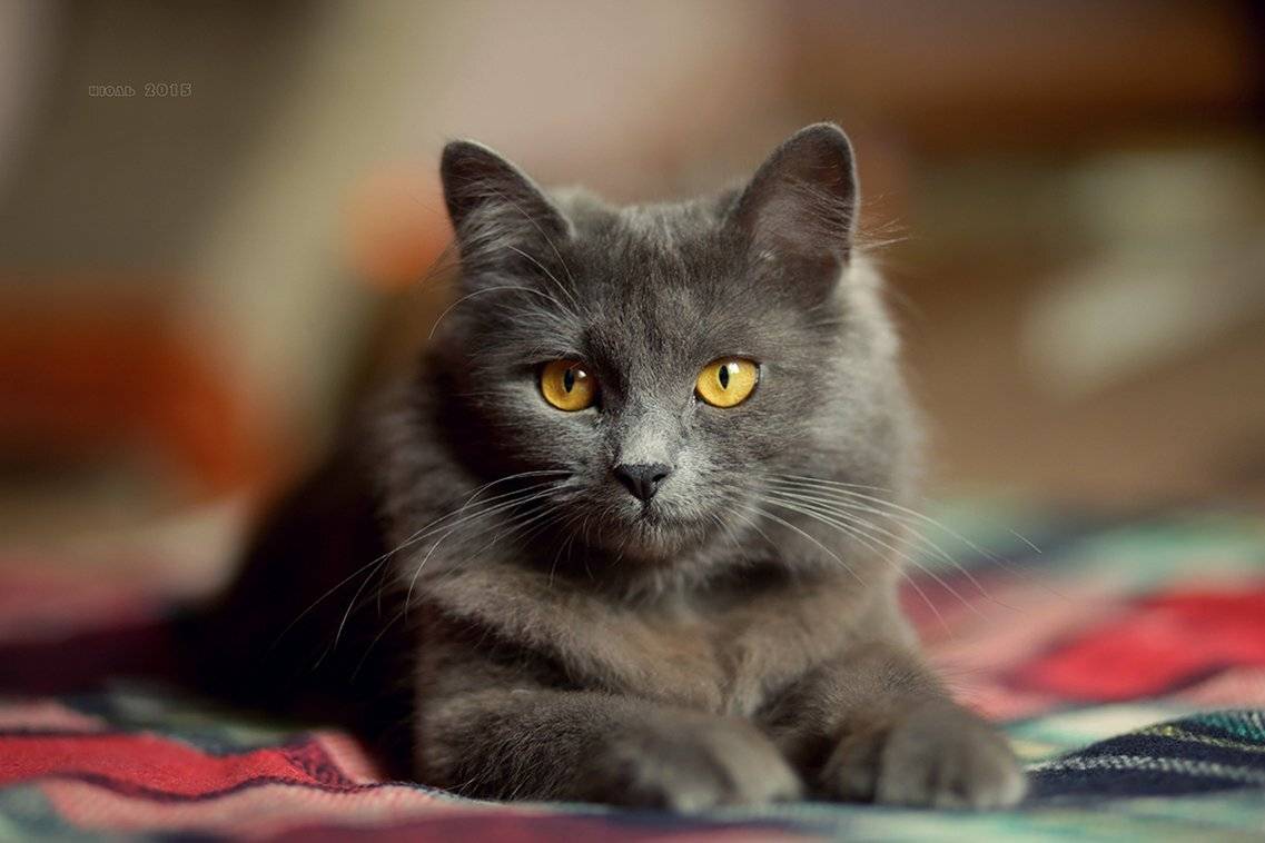 , Вера Шамраева