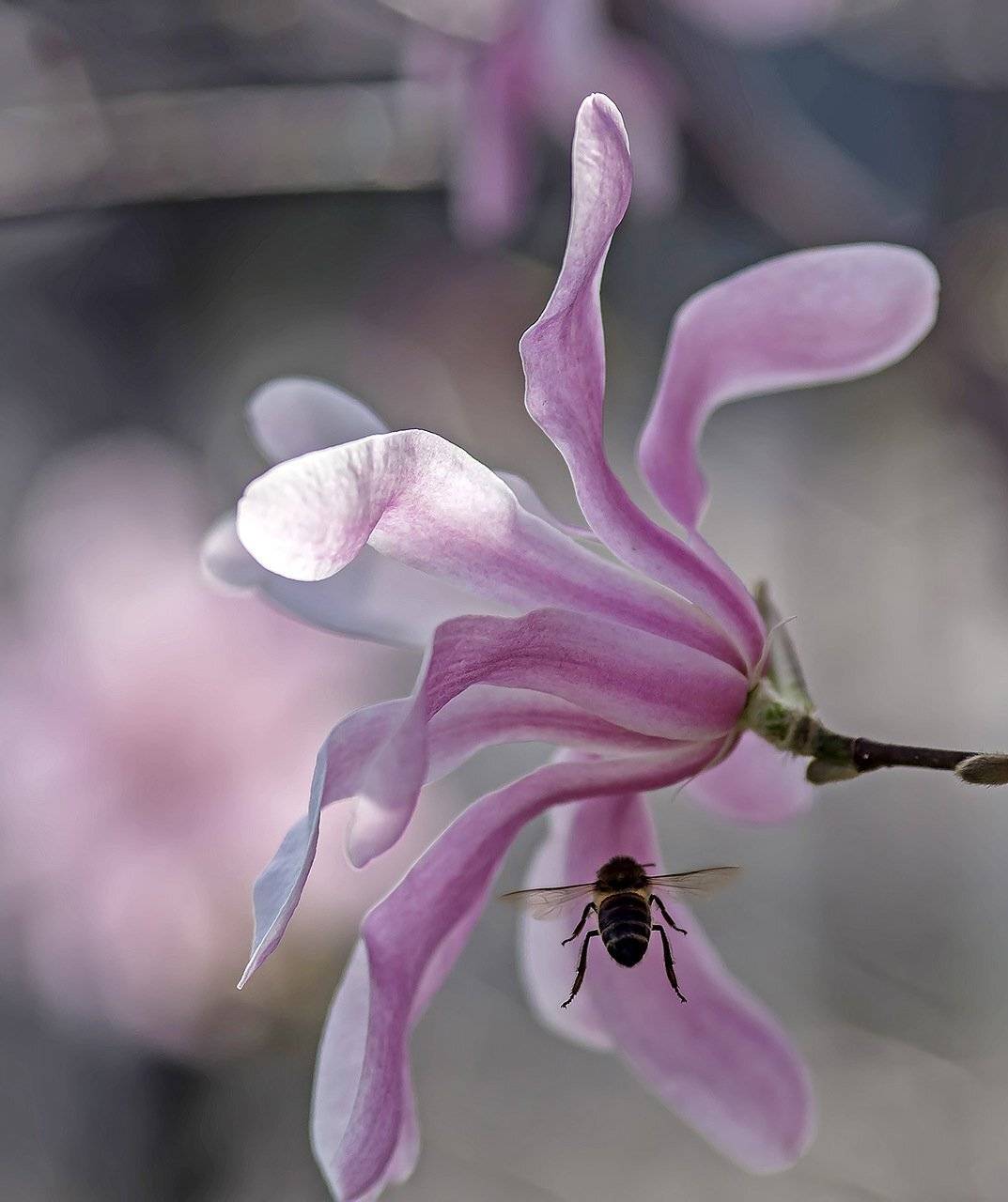 макро, насекомые, пауки, пчела, растения, цветок, лепестки, магнолия, Александр Земляной