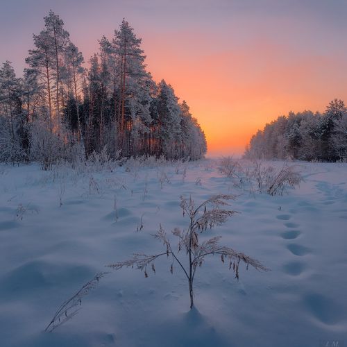 Зимнее утро на опушке леса