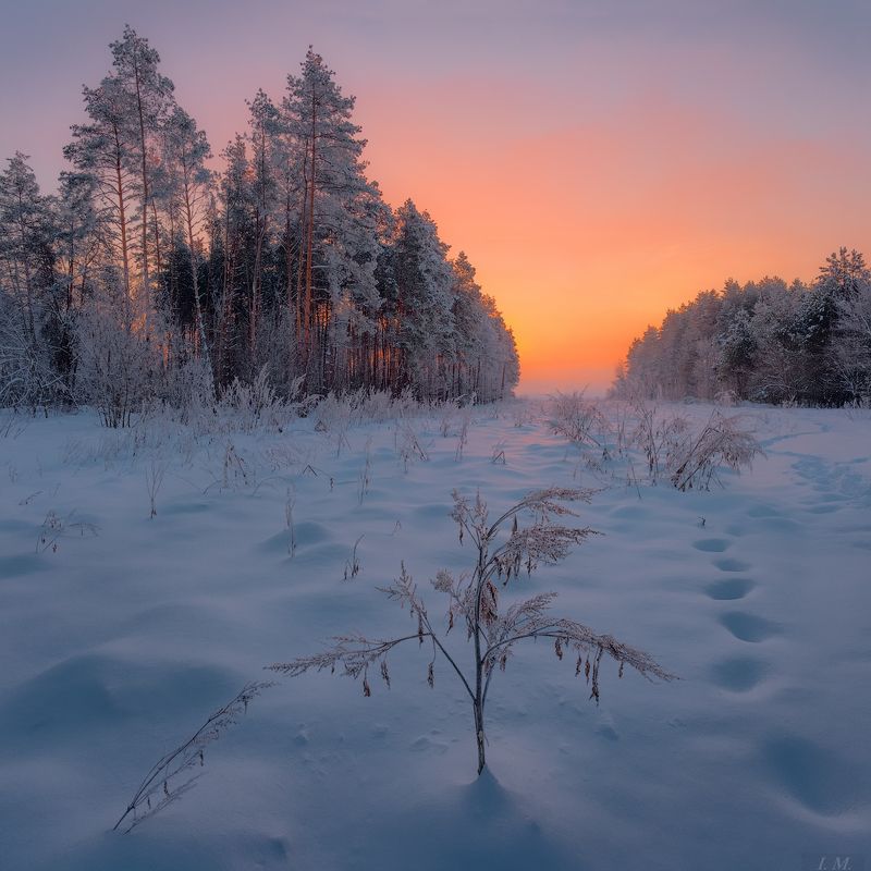 Зимнее утро на опушке леса фото превью