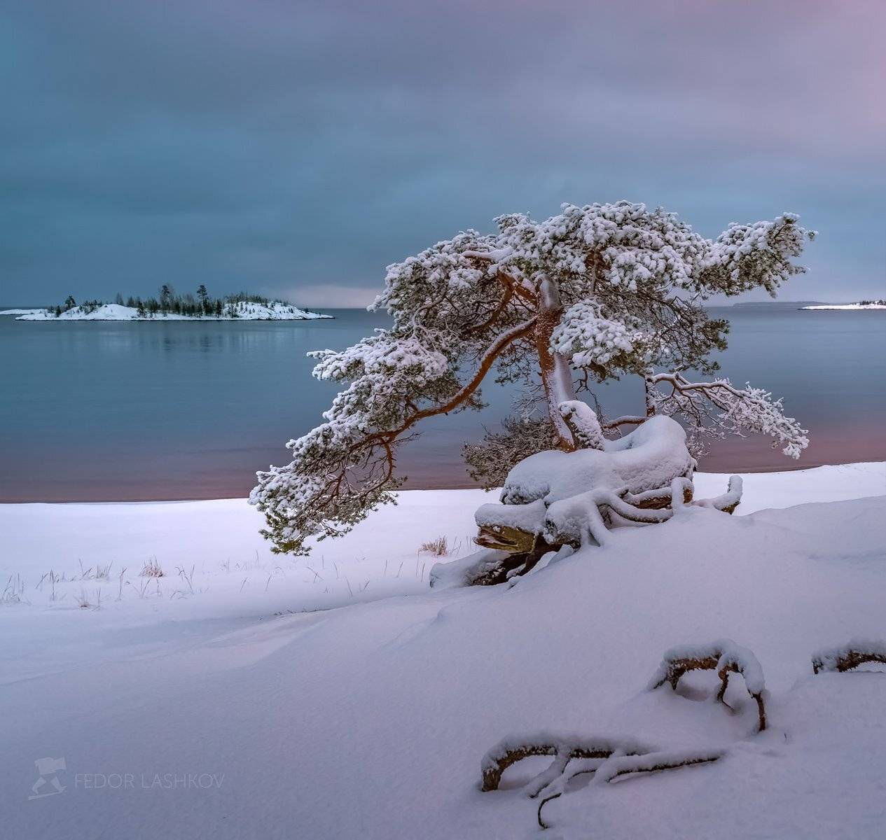 карелия, зима, снег, залив, ладожское озеро, пасмурно, небо, фототур, pentaxk1, pentaxrussia, pentax, сосна, иней, вода, дерево, корни, Лашков Фёдор