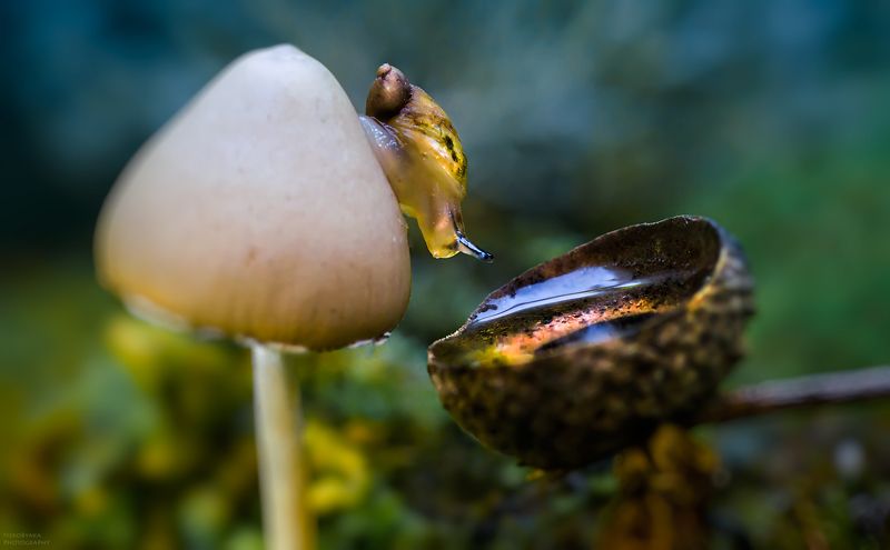 макро, природа, улитка, грибы, мох, капля, macro, nature, snail, mushrooms, moss, drop, Mirror, mirror, on the wall... фото превью